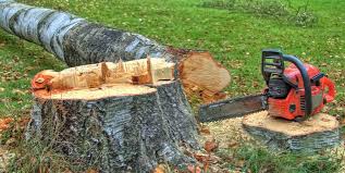 Best Leaf Removal  in Clayton, AL