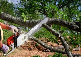 Best Hazardous Tree Removal  in Clayton, AL