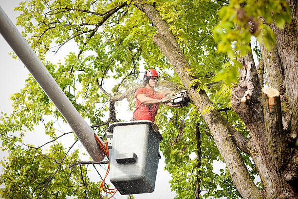 Best Tree Trimming and Pruning  in Clayton, AL