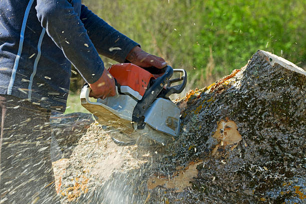 Best Tree Disease Treatment  in Clayton, AL
